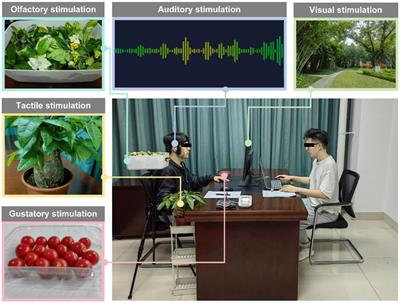 Effects of simulated multi-sensory stimulation integration on physiological and psychological restoration in virtual urban green space environment